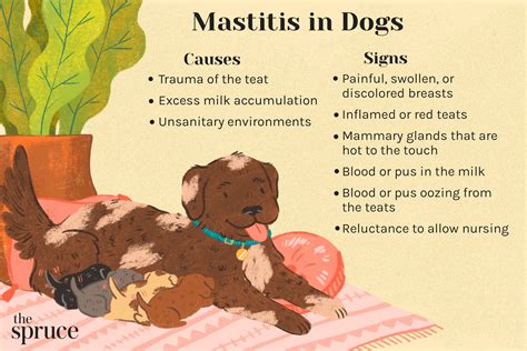 black dog nip|mastitis in dogs not pregnant.